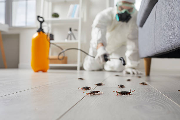 Trusted Rodent Control service in East Renton Highlands, WA - Nex Pest Control